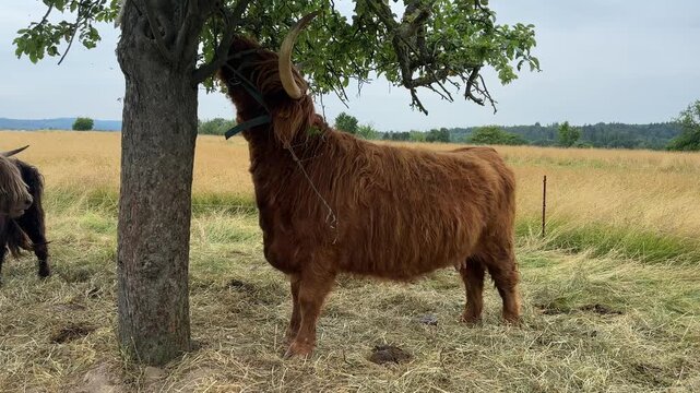 Schottisches Hochlandrind im Sommer unter einem Baum