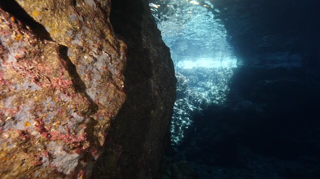 pempheris fish in cave underwater moving with waves underwater close up