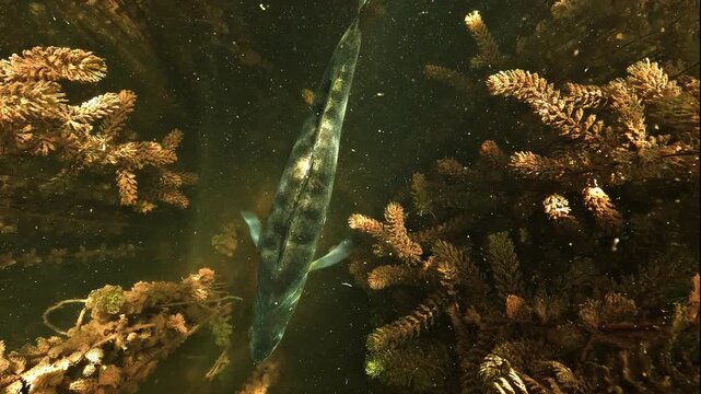 Zander, Sander lucioperca, hides among dense Eurasian watermilfoil in a freshwater lake, using submerged vegetation as natural cover.