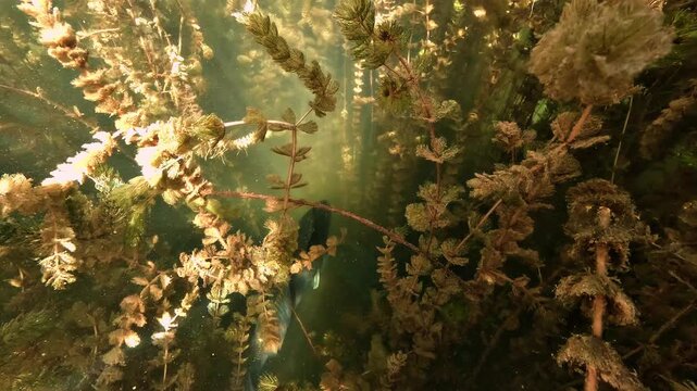 Golden zander, Sander lucioperca, swims through sunlit Eurasian watermilfoil, creating matching golden tones in the underwater forest of Lake Salagou.