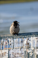 Fototapeta premium Hooded Crow on a Nature Reserve Sign