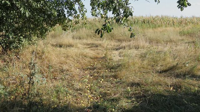 Real-time static footage of a peaceful rural trail under green apple tree branches leading to an open agricultural field. Perfect for country lifestyle vlogs, organic orchard promos, autumn harvest st