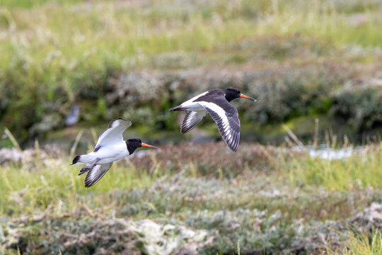 Oystercatchers in Flight