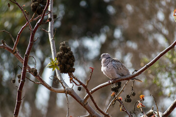 dove on a branch of Ricinus communis © mourad