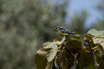 bird (eurasian blue tit) on a fig tree © mourad