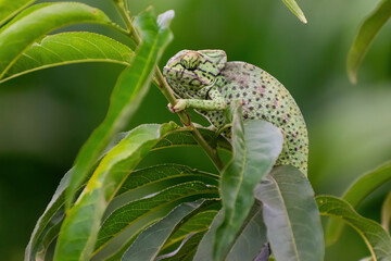 chameleon on a branch © mourad