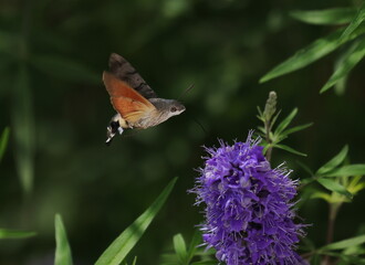 Fototapeta premium Hummingbird hawk-moth in flight on violet flower, Macroglossum stellatarum