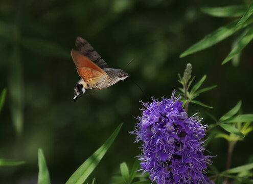 Hummingbird hawk-moth in flight on violet flower, Macroglossum stellatarum