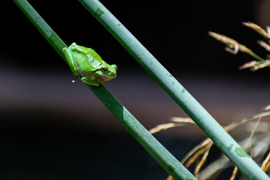 green frog sitting on a leaf