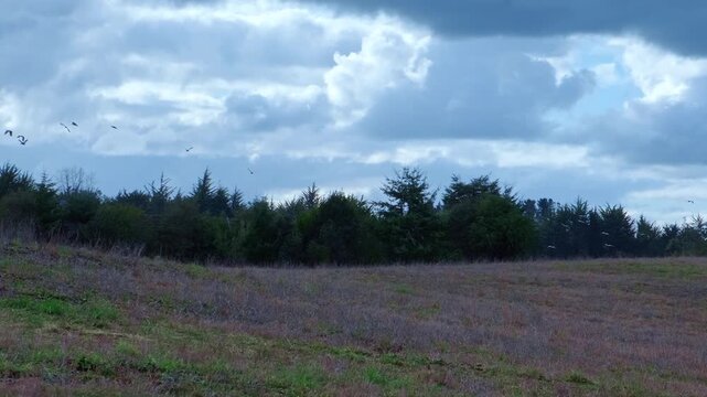 Flock of Southern Lapwings Flying Over Rural Grassland in Chile
