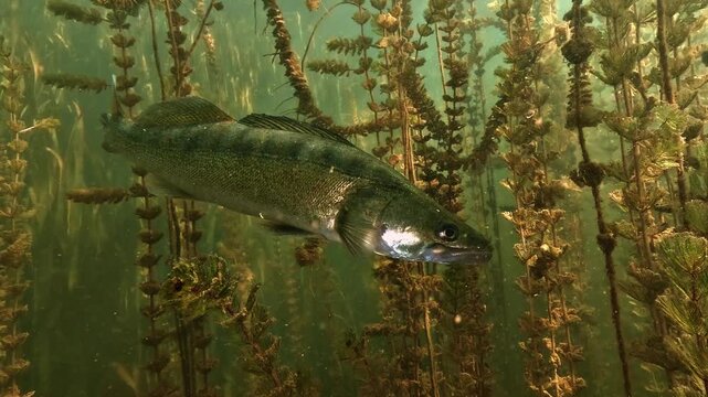 Zander, Sander lucioperca, watches the camera from dense watermilfoil, then swims away revealing a close view of its caudal fin in Lake Salagou, France.