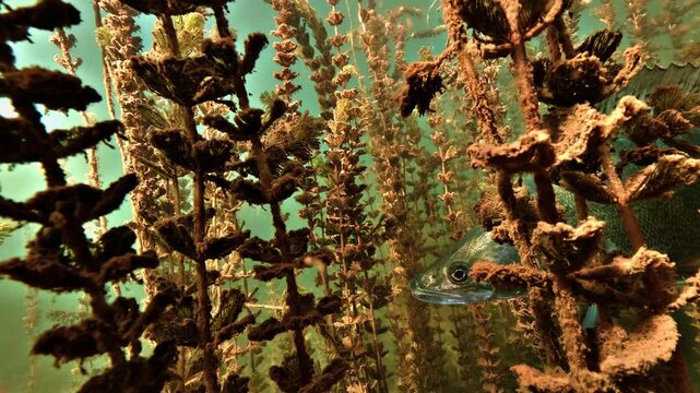 Zander, Sander lucioperca, watches the camera from dense watermilfoil, then swims away revealing a close view of its caudal fin in Lake Salagou, France.