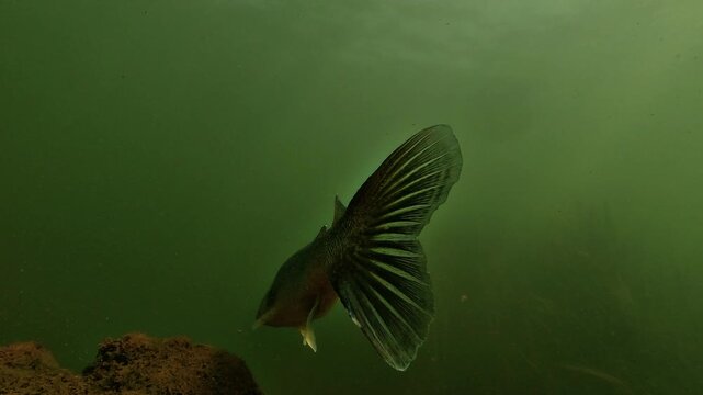 Rear tracking view of a zander, Sander lucioperca, swimming above the lakebed as its large caudal fin oscillates through green water in Lake Salagou, France.