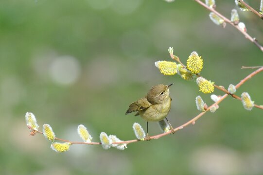 Mosquitero com&uacute;n en un rama mirando la naturaleza  