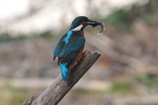 Martin pescador con su pez 