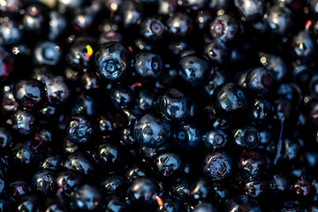 Wild blueberry. Freshly picked organic blueberries © Vlad Ispas