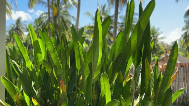 Tropical palm leaves in the sun Kuta Lombok Indonesia