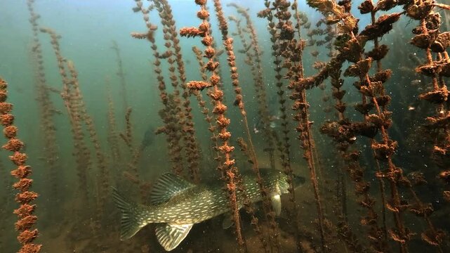 A large northern pike about one meter long moves stealthily through tall submerged vegetation close to the lakebed, displaying typical ambush hunting behavior.