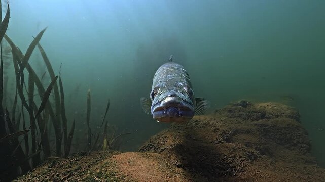 Face-to-face close-up of a zander, Sander lucioperca, hovering above a submerged stone wall with its two characteristic predator canine teeth visible.