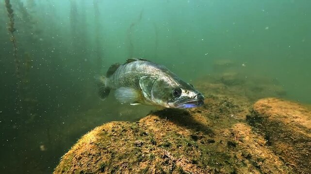 Zander, Sander lucioperca, hovers motionless above a submerged stone wall, a typical position for this freshwater predator near rocky structures.