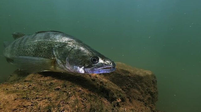 Close three-quarter view of a silver zander, Sander lucioperca, resting on a submerged stone wall, a typical position for this freshwater predator.