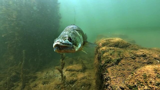 Anatomical close-up of a silver zander, Sander lucioperca, turning above a submerged stone wall, revealing detailed scales and dorsal fins.