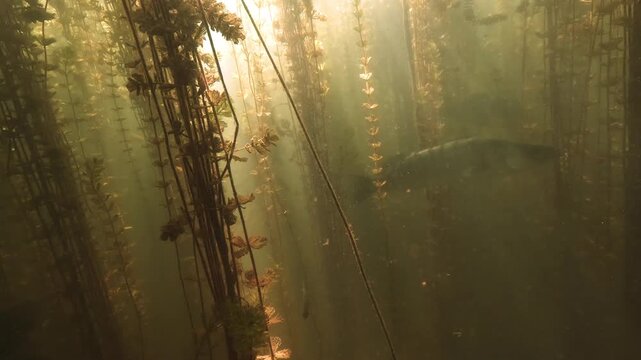 Large Wels catfish, Silurus glanis, rests motionless among dense watermilfoil, its broad head and long barbels emerging between submerged stems.