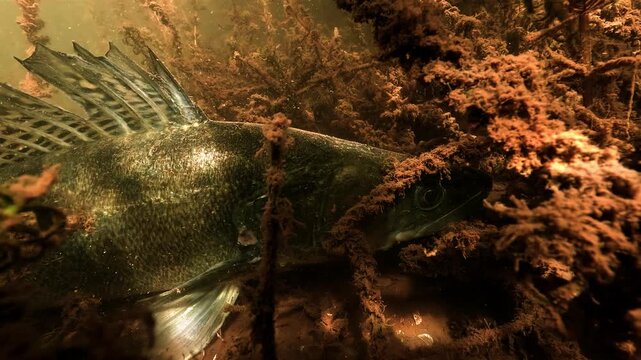 Zander, Sander lucioperca, hides among dense watermilfoil and watches through the branches, with its large eye visible between submerged stems.