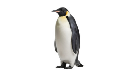 Obraz premium Penguin Standing Isolated on White Background
