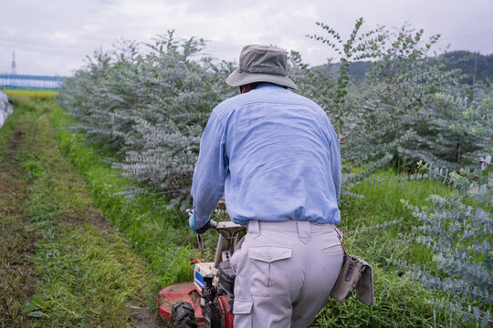 Farmer mowing grass between rows of eucalyptus grown for cut foliage