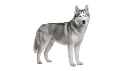 Husky Dog Standing Isolated on White Background © Daniel