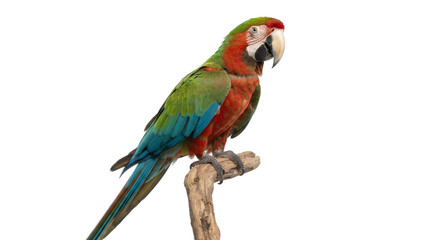 Obraz premium Green Parrot Perched Naturally Isolated on White Background