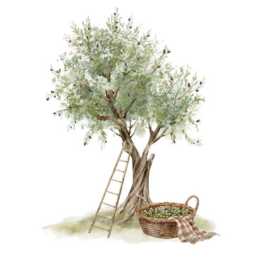 Olive tree with wooden ladder and harvest basket watercolor illustration isolated on background. Mediterranean orchard scene with rustic countryside atmosphere. Landscape for harvest greeting cards.