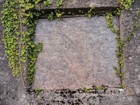 Weathered stone wall features broken window frame. Ivy and wildflowers grow through cracks. Nature reclaims abandoned structure. Perfect for themes of decay, rebirth, or forgotten places