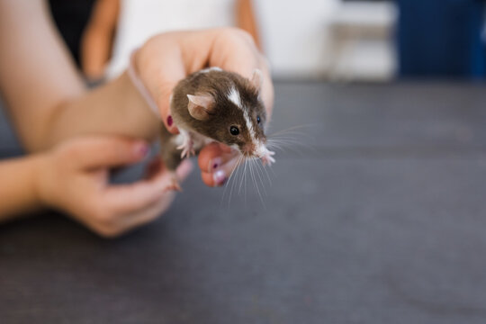 happy kid playing with rat or mouse pet outdoor