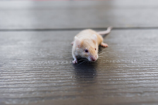 happy kid playing with rat or mouse pet outdoor