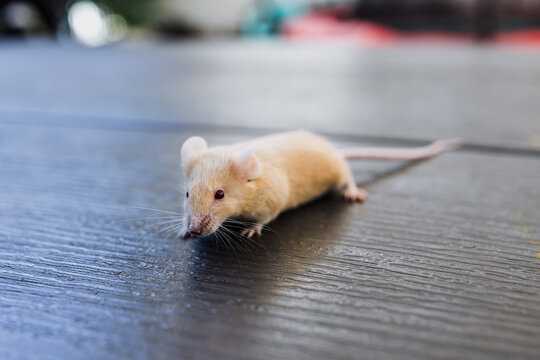 happy kid playing with rat or mouse pet outdoor