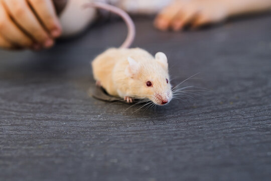 happy kid playing with rat or mouse pet outdoor
