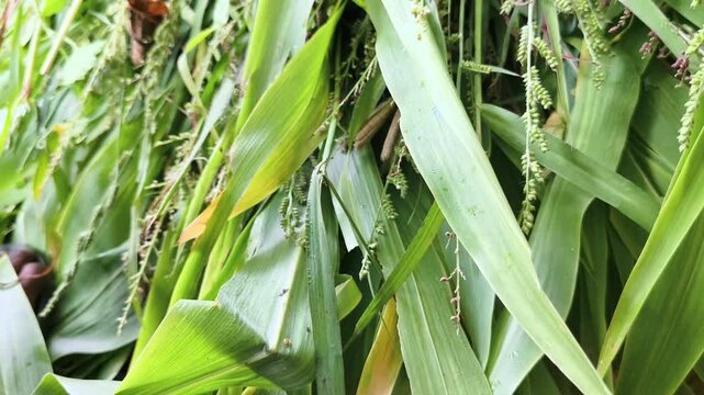 Lush Green Corn Leaves And Inflorescence