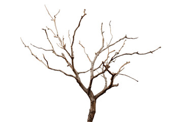 Fototapeta premium Bare Leafless Tree With Branches