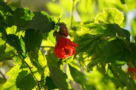 A red hibiscus flower opening, in Athens, Greece