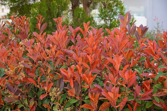 Red leaves of a photinia fraseri red robin shrub