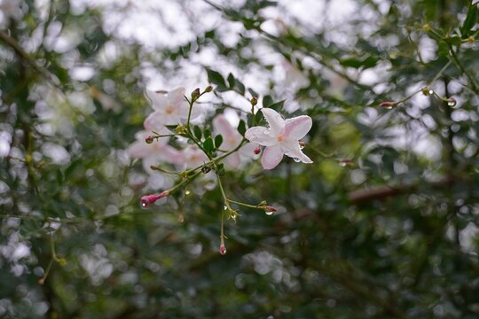 Jasmine, or Jasminum officinale white flowers, wet, after the rain