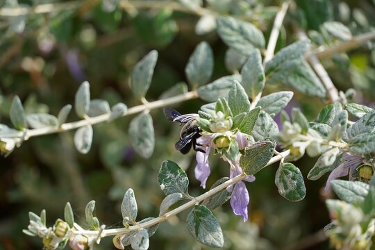 A black carpenter bee or xylocopa on teucrium flowers in Attica, Greece