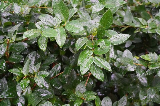 Wax leaf privet, or Ligustrum japonicum, plant leaves, after the rain, in a garden in Athens, Greece