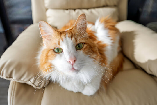 A long haired orange and white cat sits on a pet sized lounger chair.