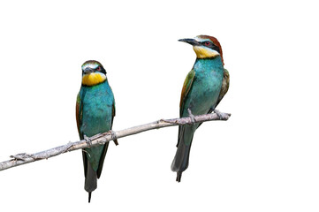 Fototapeta premium Two European Bee-eaters (Merops apiaster), perched side by side on a branch against a transparent background, catching the eye with their vibrant plumage.