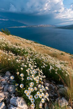 Croatian meadow above Adriatic coast with flowers and sea view