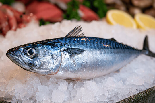 Whole Raw Mackerel on Crushed Ice Showing Blue-Black Back Stripes