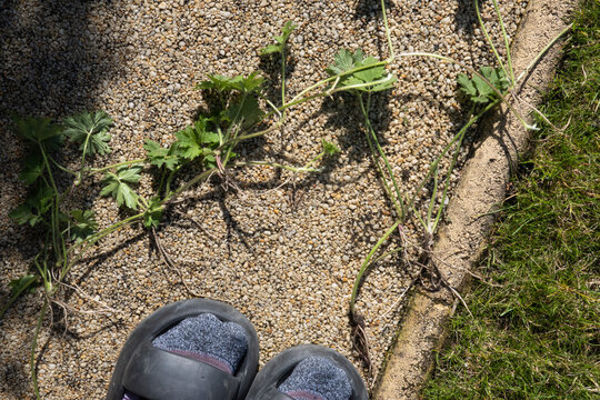 Weed or flower concept. Gardener pulling up a geranium mistaken for a weed. Weeding, olant identification, gardening mistakes and everyday garden maintenance